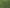 MaxQ II Tall Fescue Grass Seed