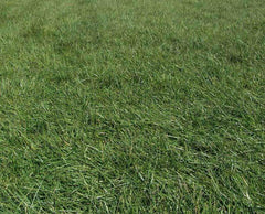 MaxQ II Tall Fescue Grass Seed – hancockseed.com