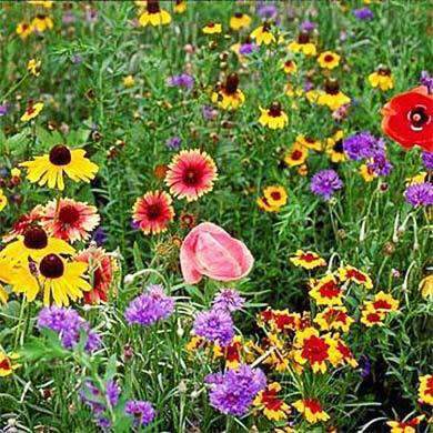 MIDWEST WILDFLOWER MIX - SEED / 5 pounds