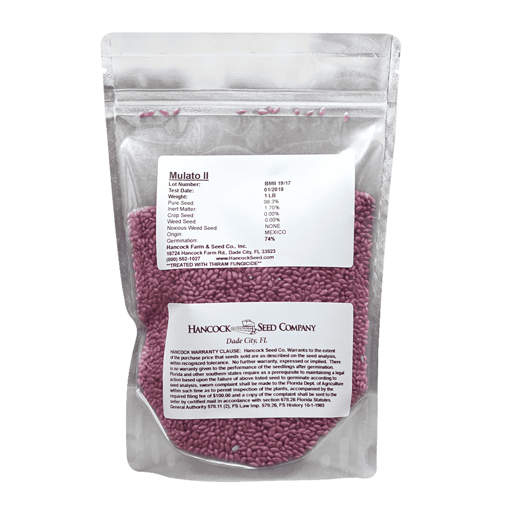 Mulato II Grass Seed
