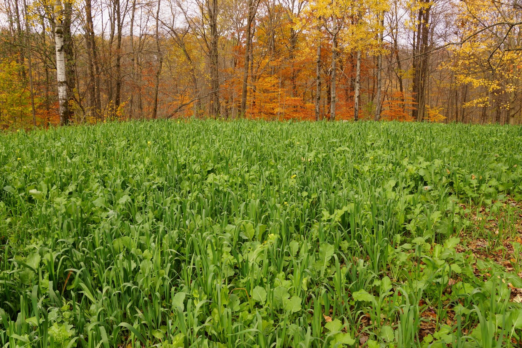 Hancock's Fall Cover Crop Seed Mix