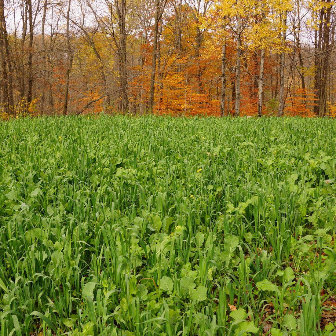 Hancock's Fall Cover Crop Seed Mix
