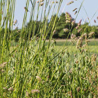 Hancock's Orchardgrass Seed (Pre-Order)
