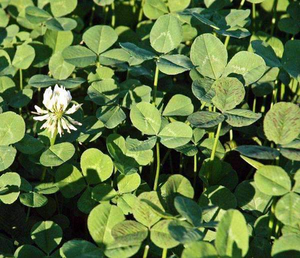 clover succulent Osceola Ladino Clover Seed - Coated 5 lbs