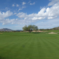 Hancock's Bentgrass Seed
