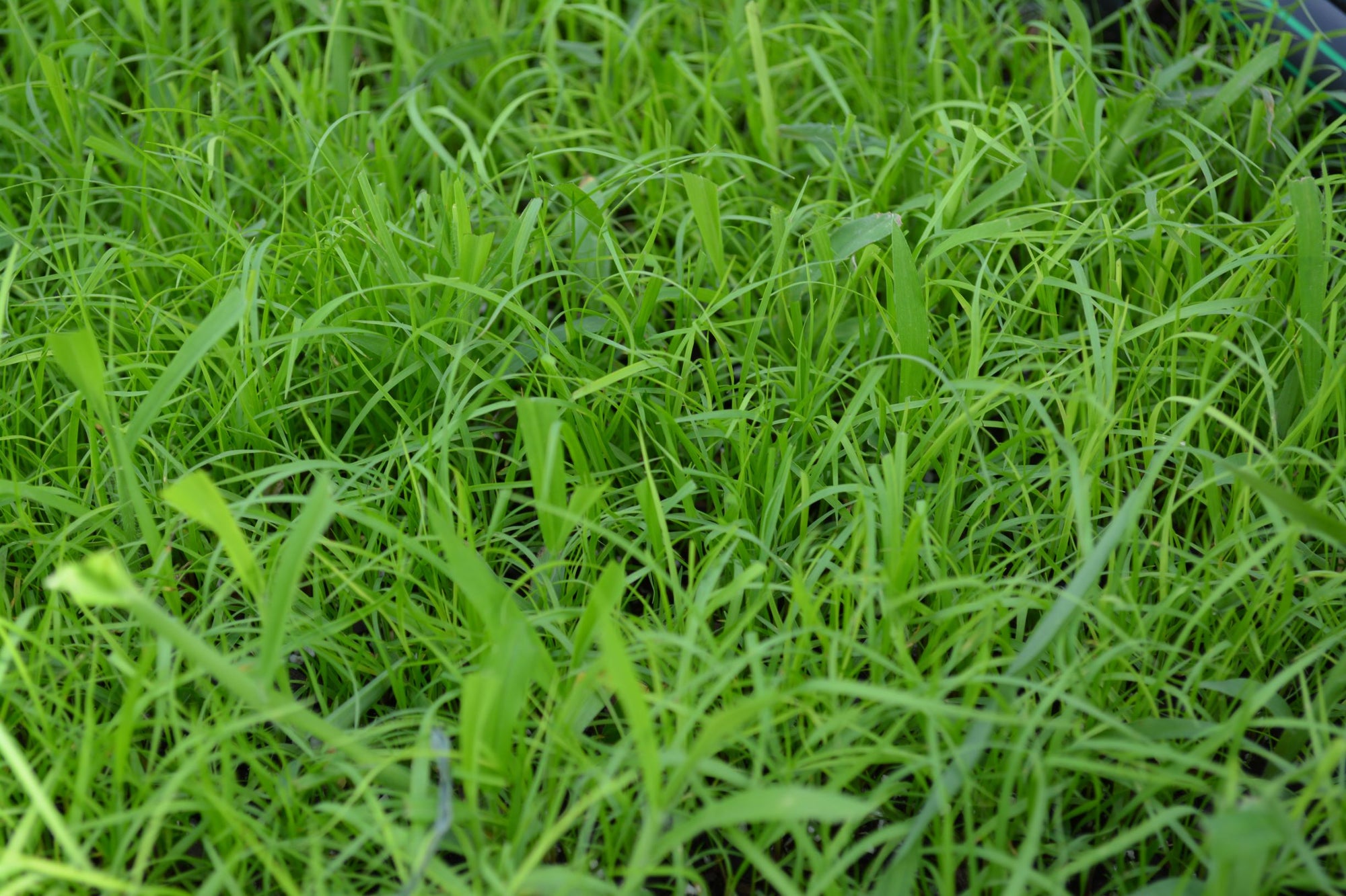 planting pensacola bahia grass seed Winter Pensacola Bahia Grass Seed Mix