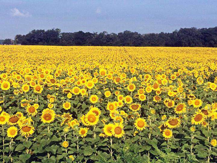 Peredovik Sunflower Seed