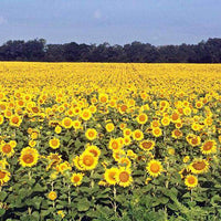 Peredovik Sunflower Seed