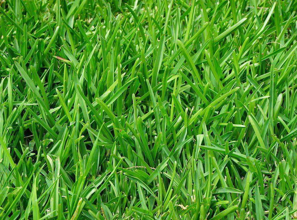 Linn Perennial Ryegrass Seed (Substituted: Indicus Perennial Ryegrass)