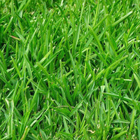 Linn Perennial Ryegrass Seed (Substituted: Indicus Perennial Ryegrass)
