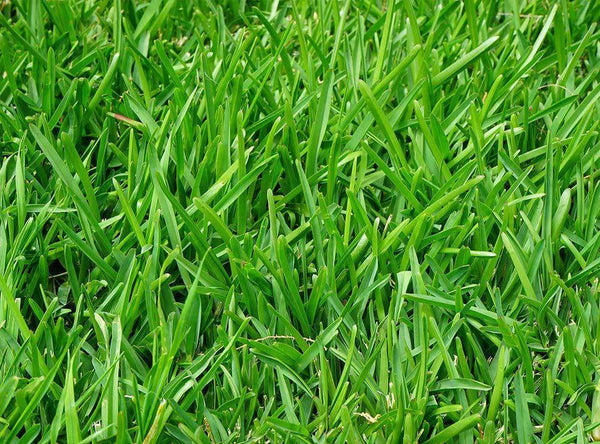 planting ryegrass seed Hancock's Perennial Forage Ryegrass Seed