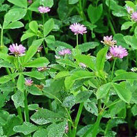 Persian Clover Seed