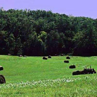 Persist Orchardgrass Seed - Certified