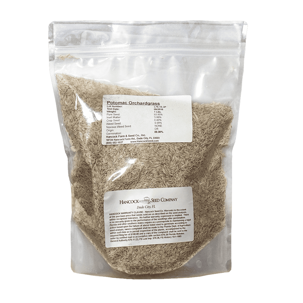 Potomac Orchardgrass Seed