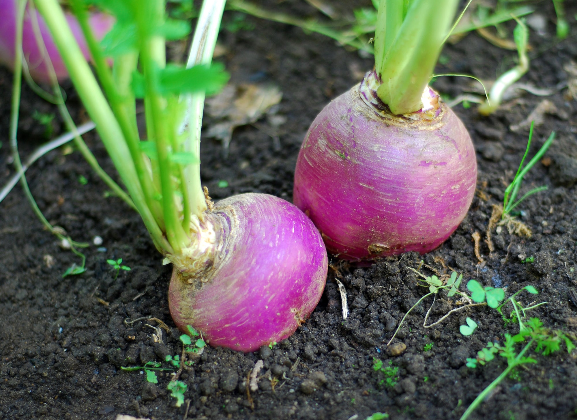 best way to plant turnip seeds Purple Top White Globe Turnip Seed – Hancock Seed