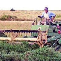 Quick N Big Crabgrass Seed - Certified