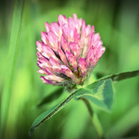 Medium Red Clover Seed
