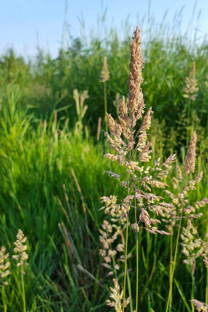 Reed Canary Grass Seed