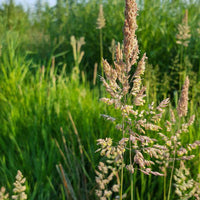 Reed Canary Grass Seed