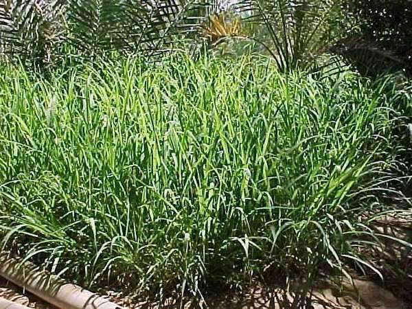 Rhodes Grass Seed
