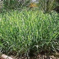 Rhodes Grass Seed