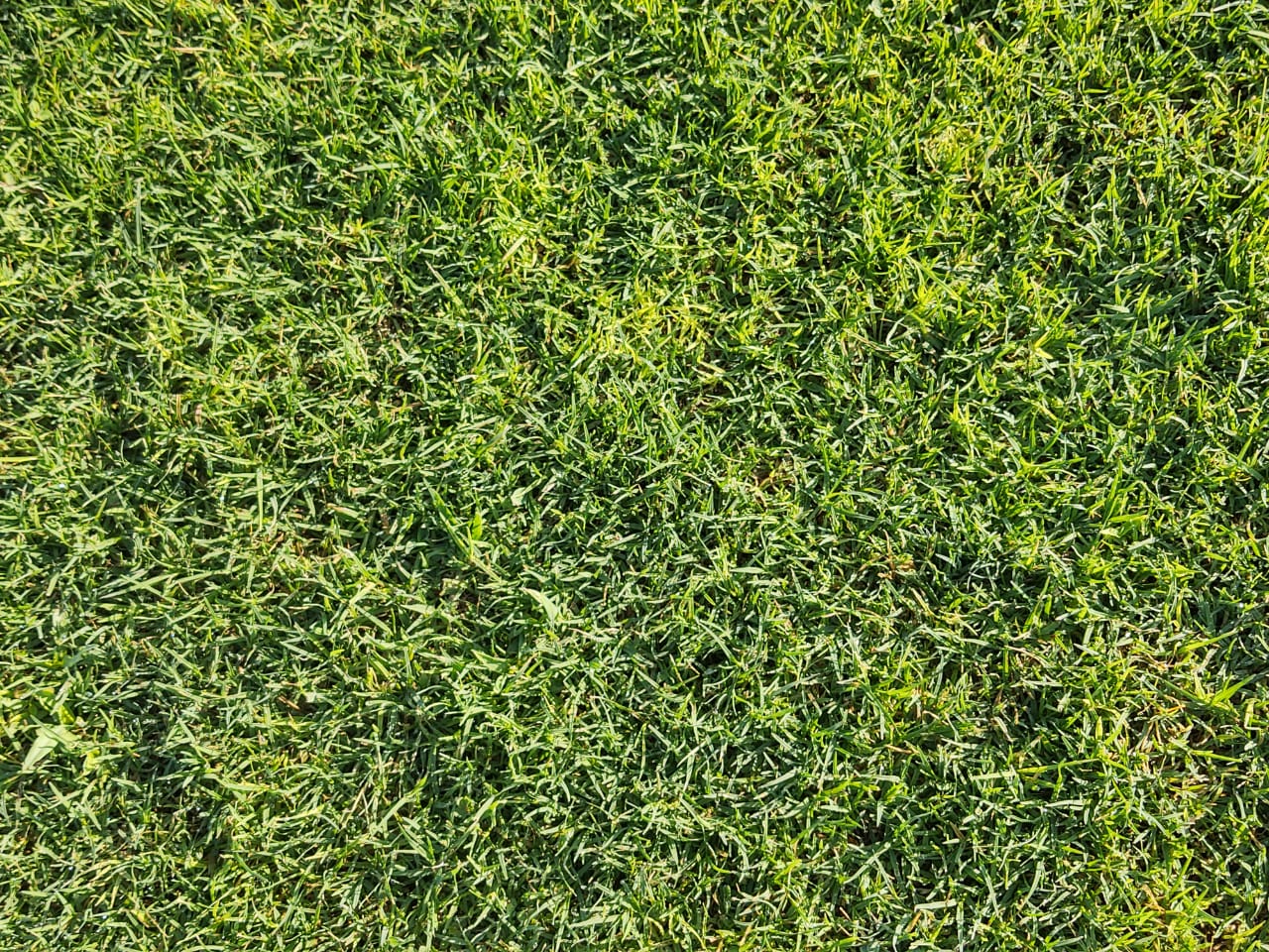Unhulled Bermuda Grass Seed For Sale | Hancock Seed