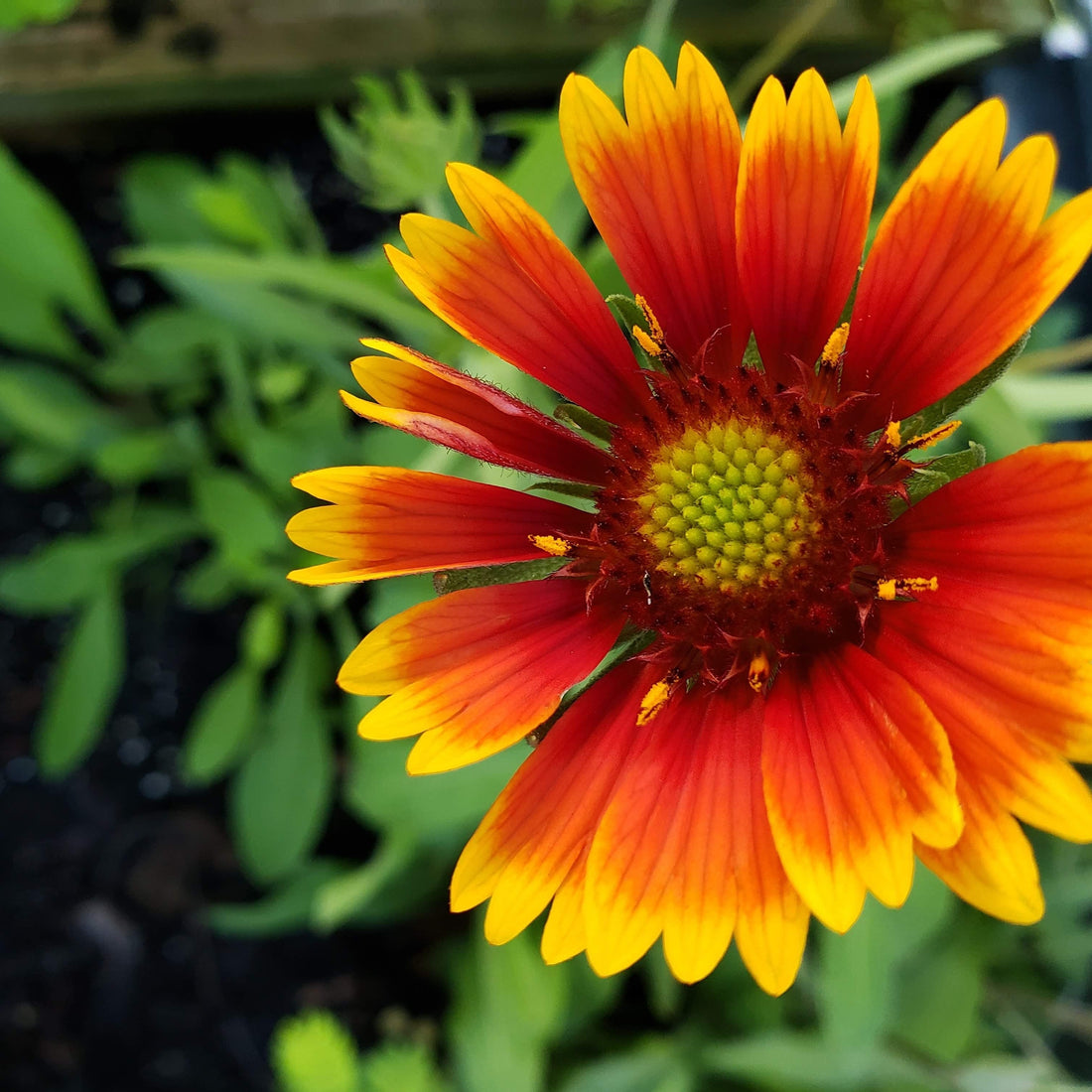 Vibrant Sunny Day Wildflower Seed Mix
