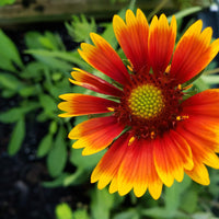 Vibrant Sunny Day Wildflower Seed Mix
