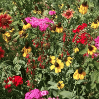 kentucky wildflower seed mix Southeast Native Wildflower Seed Mix – Hancock Seed