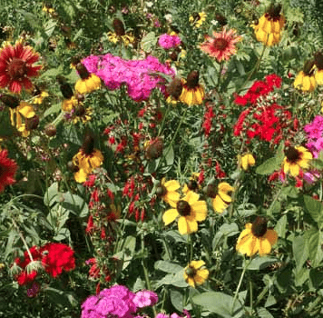 georgia wild flower seeds Southeast Native Wildflower Seed Mix – Hancock Seed