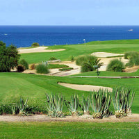 Seashore Paspalum Grass Seed (Pre-Order)