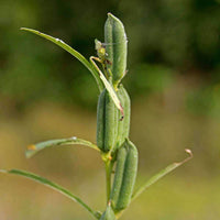 Sesame Seed