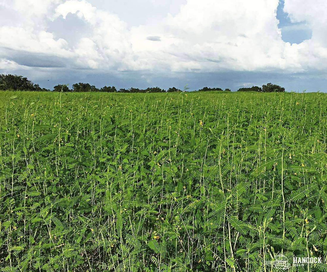 Sesbania Seed