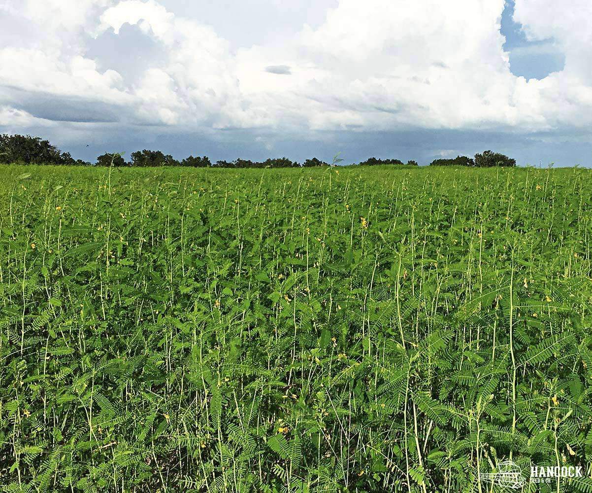 sera seed plant Sesbania Seed – Hancock Seed