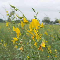 Sesbania Seed