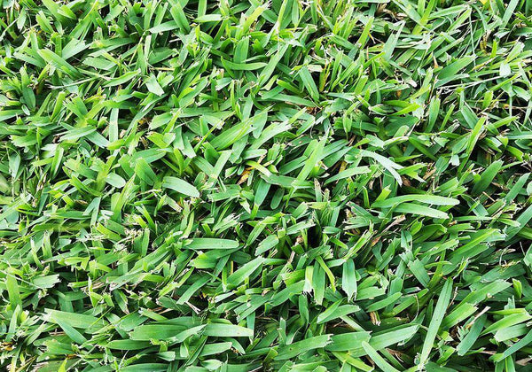planting st augustine grass seeds Seville St. Augustine Grass Plugs