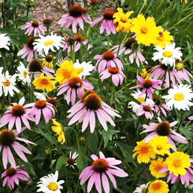 black wildflower seed mix Shady Showstopper Wildflower Seed Mix – Hancock Seed