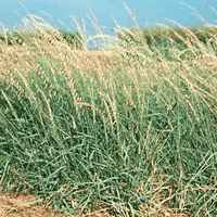 Sideoats Grama Grass Seed