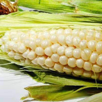 Truckers Favorite White Dent Corn Seed (Pre-Order)