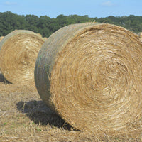 Giant Bermuda Grass Seed - Raw & Hulled