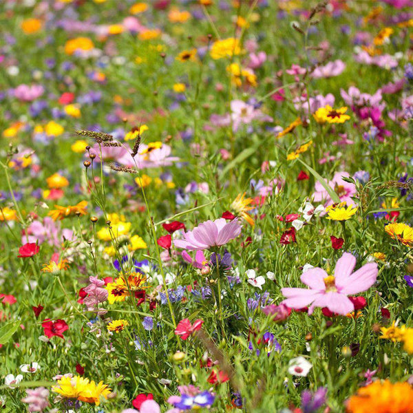 Bulk Wildflower Seed Mixes - Annual and Perennial