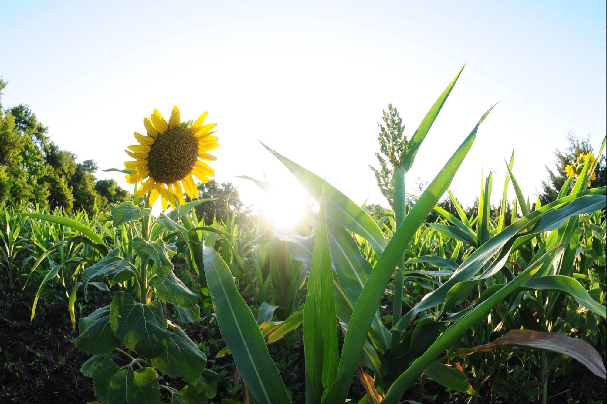 food plot seed for spring planting Spring & Summer Food Plot Seed For Deer