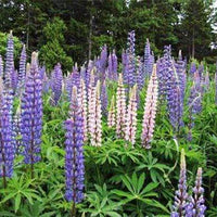 Sweet Blue Lupine Seed