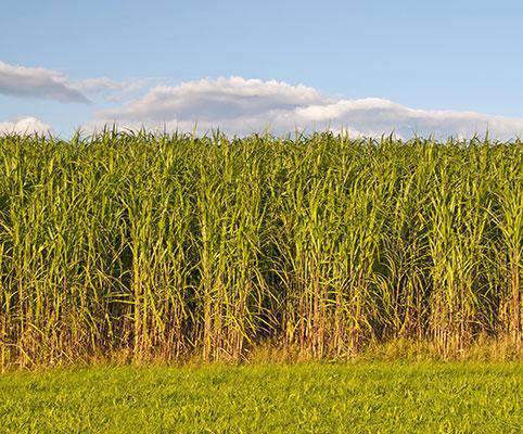 Alamo Switchgrass Seed – Hancock Seed