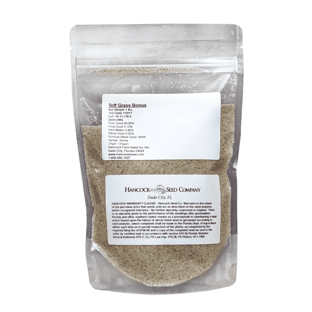 Teff Grass Seed