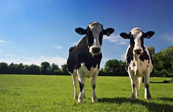 Texas Tough Bermuda Grass Seed