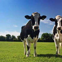 Texas Tough Bermuda Grass Seed