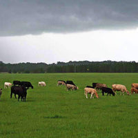 TifQuik Bahia Grass Seed - Certified