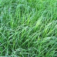 Teff Grass Seed