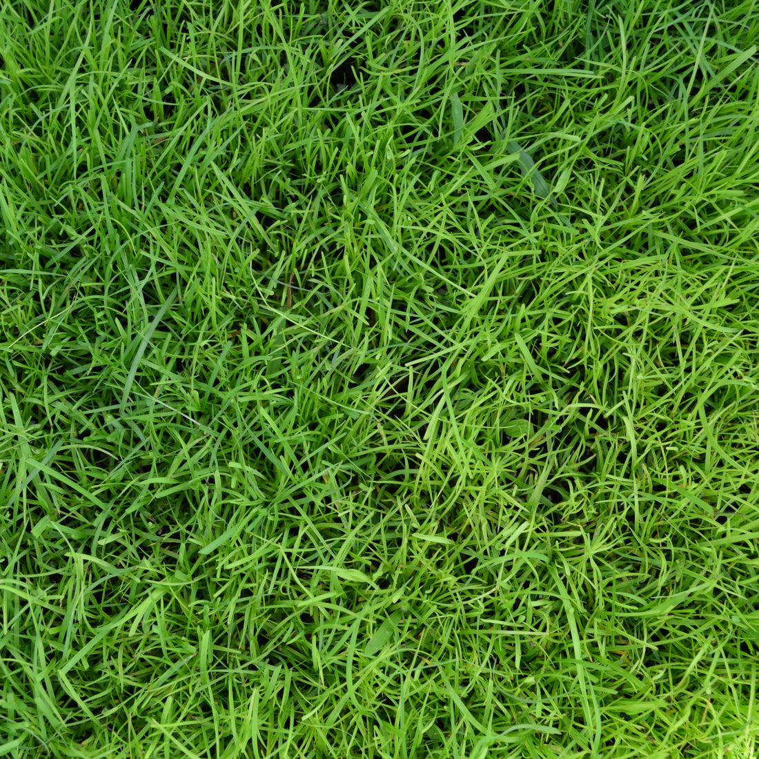 TifQuik Bahia Grass Seed - Certified